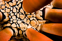Close look between the spines of Slate pencil sea urchin (Heterocentrotus mammillatus), Hawaii.