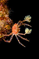 Hawaiian pom-pom / boxer crab (Lybia edmondsoni)with anemones (Triactis sp) that it carries around holding with the claws and using them for defense, waving in front of the possible aggressor. An exam...