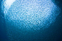 Thousands of Silversides (Atherinidae) schooling together off Bonaire Island, Caribbean.