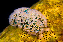 Nudibranch (Elysia crispata) on sponge, Bonaire Island, Caribbean.