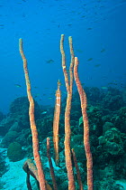 Caribbean trumpetfish (Aulostomus maculatus) camouflaged among Tube sponges (Aplysina sp). Bonaire, Netherlands Antilles, Caribbean.