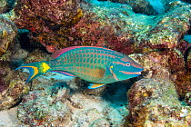 Spotlight parrotfish (Sparisoma viride) terminal male phase, scraping algae off dead coral with beak-like fused teeth. Bonaire, Netherlands Antilles, Caribbean.