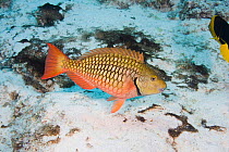 Redtail parrotfish (Sparisoma chrysopterum) female or initial male phase, Bonaire, Netherlands Antilles, Caribbean.