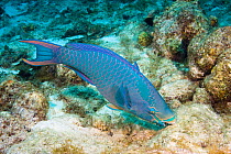 Queen parrotfish (Scarus vetula) feeding, terminal male or supermale phase. Bonaire, Netherlands Antilles, Caribbean.