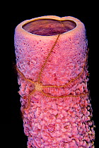 Brittle star (Ophiothrix suesonii) on Stove Pipe Sponge (Aplysina archeri). Bonaire, Netherland Antilles, Caribbean.