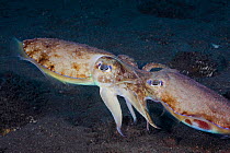 Mating Papuan cuttlefish (Sepia papuensis) Tulumben, Bali, Indonesia.