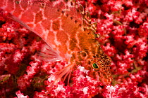 Pixy hawkfish (Cirrhitichthys oxycephalus) in area of rich coral growth. Bali, Indonesia.