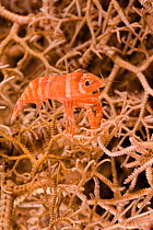 Commensal / Periclimenes Shrimp (Periclimenes lanipes) on branching surface of Basketstar (Astoboa nuda). Komodo, Indonesia.