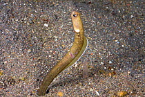 Black garden eel (Heteroconger perissodon) in seabed, Komodo, Indonesia.