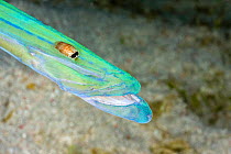 Isopod (Isopoda) parasite on snout of Cornetfish (Fistularia commersonii), Komodo, Indonesia.