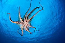 Common reef octopus (Octopus cyanea), Hawaii.