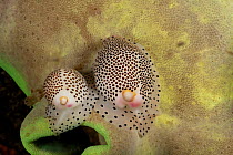 Warted egg cowries (Calpurnus verrucosus) are pictured on Leather coral (Sarcophyton sp), on which they feed. Komodo, Indonesia.