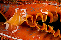 Thorny Oyster shell (Spondylus varians), Komodo, Indonesia.