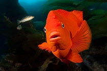 Garibaldi (Hypsypops rubicundus) the state fish of California, in forest of giant kelp, (Macrocystis pyrifera) Catalina Island, California, USA.