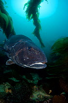 Giant sea bass (Stereolepis gigas), Catalina Island, California.