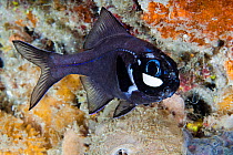 Flashlightfish (Photoblepharon palpebratus) Indonesia.