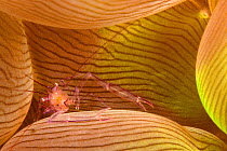 Bubble coral shrimp (Vir philippinensis) on Bubble coral (Plerogyra sp), Philippines.