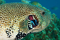 Map pufferfish (Arothron mappa) getting gills cleaned by Cleaner wrasse (Labroides dimidiatus), Philippines.