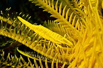 Crinoid shrimp (Periclimenes amboinensis) on matching Feather star (Comanthus bennetti) Philippines.