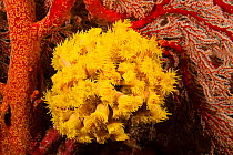 Orange cup coral (Tubastraea coccinea) and Gorgonian coral (Gorgonia) feeding at night, Tubbataha Reef, Philippines.