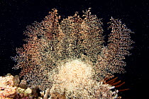 Branching arms of Basket star (Astroboa nuda) capturing passing Plankton from the waters around Tubbatah Reef, Philippines.