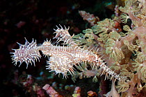 Ornate ghost pipefish (Solenostomus paradoxus). Tubbataha Reef, Philippines.
