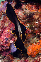 Dusky / Long-finned / Pinnate spadefish (Platax pinnatus), Philippines.