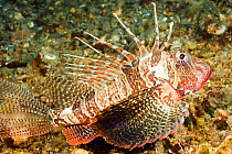 Rare deep water Gurnard lionfish (Parapterois heterura), Anilao, Philippines.