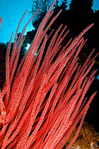 Whip coral (Ellisella cercidia) Tubbatah Reef, Philippines.