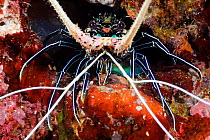 Blue rock lobster (Panulirus femoristriga), Tubbatah Reef, Philippines.