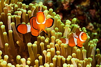 Clown anemonefish (Amphiprion ocellaris), Philippines.