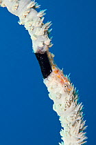 Whip corl dwarf goby (Bryaninops yongei) has eaten away the polyps of Wire coral, (Cirrhipathes anguina) on which it lives, in preparation for laying its eggs on this section. Tubbataha Reef, Philippi...