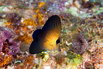 Juvenile Brushtail tang (Zebrasoma scopas), Tubbataha Reef, Philippines.