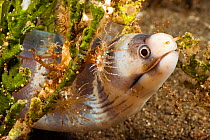Barred moray eel (Echidna polyzona), Maui, Hawaii.