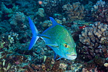 Bluefin trevally / jack (Caranx melampygus), Hawaii.