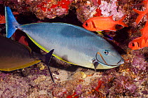 Blacktongue unicornfish (Naso hexacanthus), Hawaii.