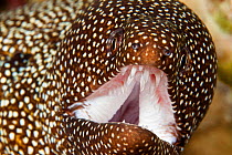 White mouthed moray eel (Gymnothorax meleagris), Hawaii.