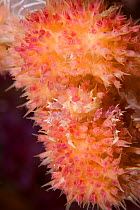 Perfectly camouflaged Soft coral spider crab (Hoplophrys oatesii) on soft coral, Philippines.