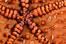 Close up of underside of Panamic cushion star (Pentaceraster cumungi), Galapagos Islands, Ecuador.