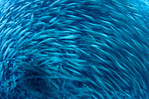 Motion blurred image of school of Brown striped snapper (Xenocys jessiae). Galapagos Islands, Ecuador.