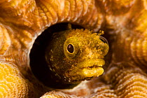 Spinyhead blenny (Acanthemblemaria spinosa) in hard coral, Netherlands Antilles, Bonaire, Caribbean.