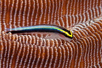 Cleaning Goby (Gobiosoma genie) on hard coral, Bonaire, the Netherlands Antilles, Caribbean.