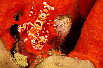 Harlequin shrimp (Hymenocera elegan) and encrusting sponge, Hawaii.