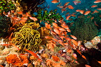 Schooling Anthias over coral reef, Philippines.