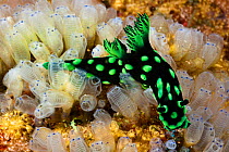 Nudibranch (Nembrotha cristata) crawling through glassy Tunicates (Tunicata), Philippines.