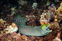 Undulated moray eel (Gymnothorax meleagris) swimming over reef at night. Hawaii.