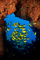 Schooling Raccoon butterflyfish (Chaetodon lunula) framed in a lava formation off the island of Lanai, Hawaii.