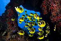 Schooling Raccoon butterflyfish (Chaetodon lunula) framed in a lava formation off the island of Lanai, Hawaii.