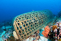 Reef fish trapped in hand made fish trap off Apo Island, Philippines.