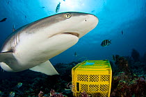 Grey reef shark (Carcharhinus amblyrhynchos) by bait box during organized feeding in Yap, Micronesia.